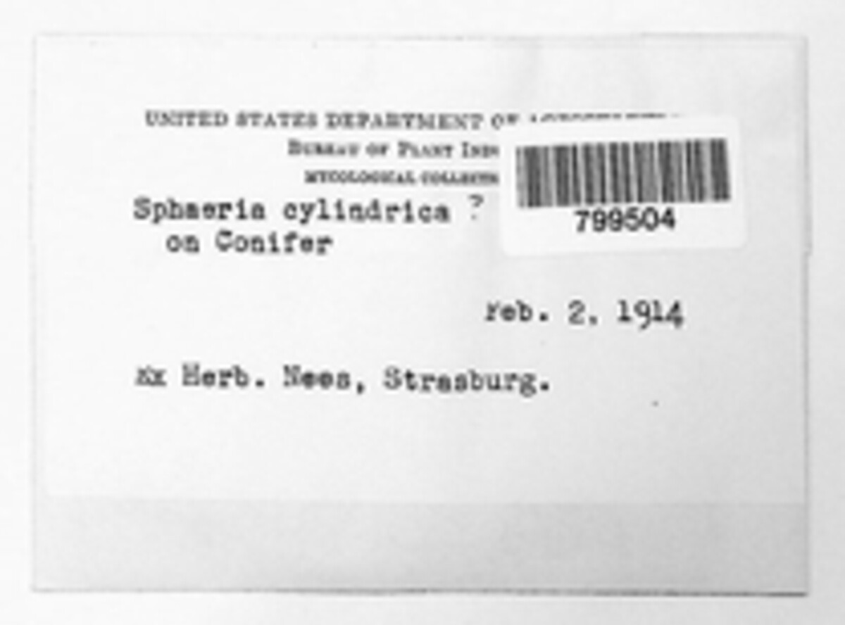 Sphaeronaema cylindricum image